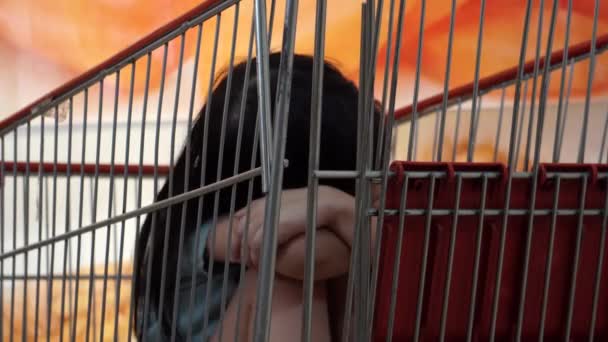 Junges Mädchen Sitzt Allein Einkaufswagen Laden Und Wartet Auf Eltern — Stockvideo