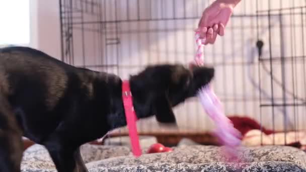 Cachorro Negro Está Jugando Tirar Guerra Con Juguete Rosa Hay — Vídeos de Stock