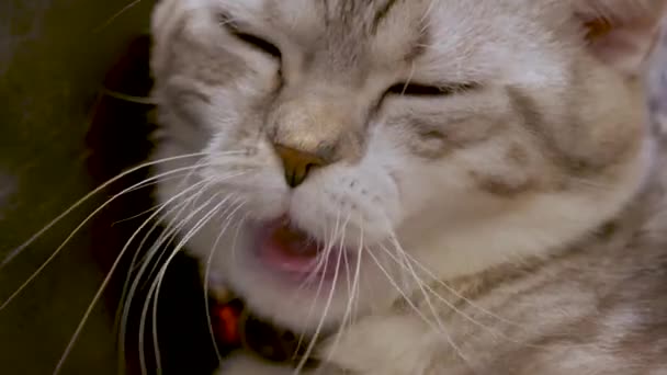 Amerikaans Stenografisch Amerikaans Stenografisch Kattenkop Kattenkop — Stockvideo