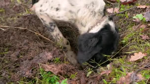 Dog Great Sense Smell Digging Searching Slow Motion Valuable Truffles — Stock Video