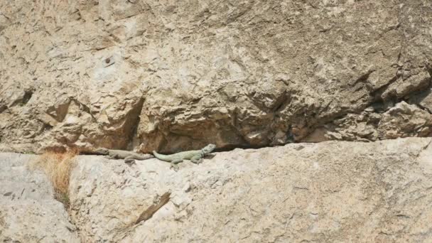 Two Lizards Laying Rock Disappearing Quickly Wall — Stock Video