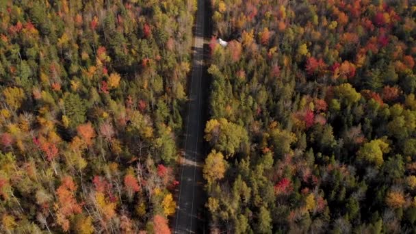 東海岸のカラフルな秋の木を通る直線道路上の空中飛行 — ストック動画