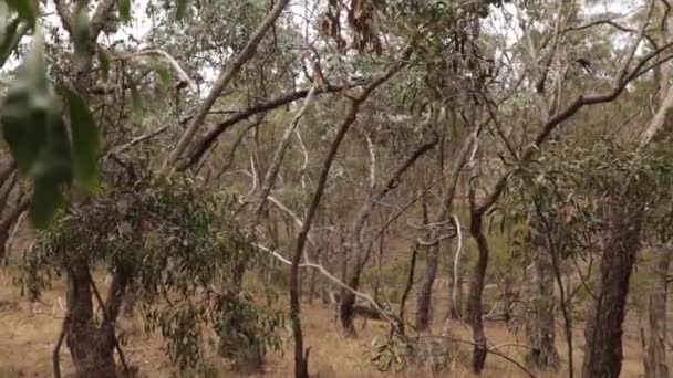 Panorámica Izquierda Derecha Revelando Árboles Goma Torcidos Arbusto Australiano Seco — Vídeos de Stock