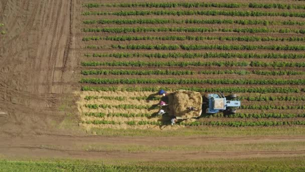 Vista Panorâmica Dos Agricultores Que Trabalham Num Campo Morangos Com — Vídeo de Stock