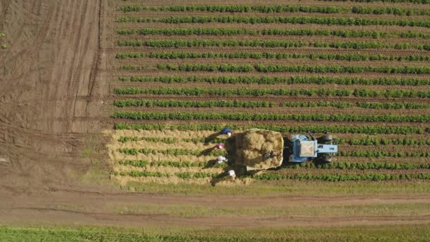 Agricultores Poniendo Paja Cereal Entre Fresas — Vídeos de Stock