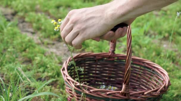 Fermer Jardinier Mâle Récoltant Des Fleurs Camomille Jardin Dans Panier — Video