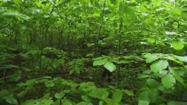 Menino Emergindo Floresta Grossa Sub Bosque — Vídeo de Stock