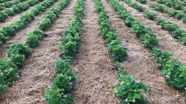 Strawberry Furrows Blossom Slow Motion — Stock Video