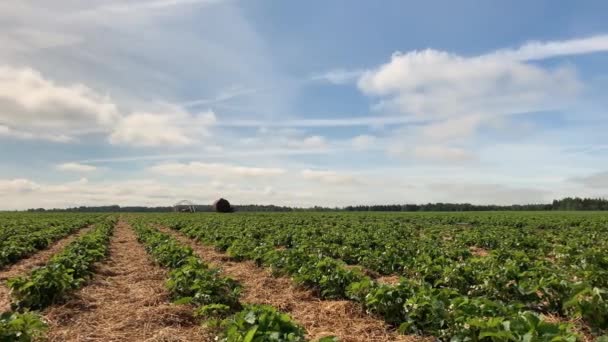 Lasso Tempo Con Movimento Panoramico Campo Fragole — Video Stock