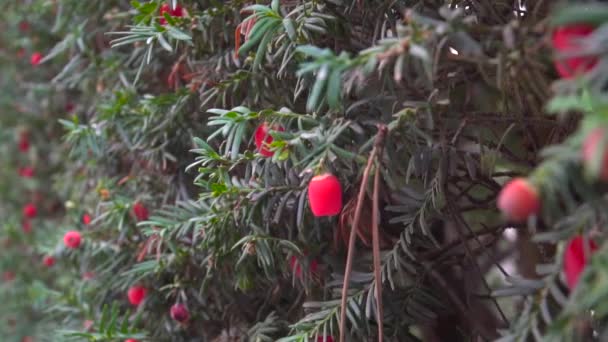Left rotating close up of yew tree with berries