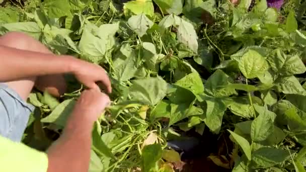 Omkijken Planten Als Boer Plukt Groene Bonen Buiten Onder Hete — Stockvideo