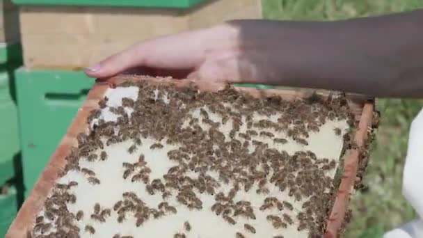 Detailní záběr včelaře, jak manipuluje s voštinovým pláštěm