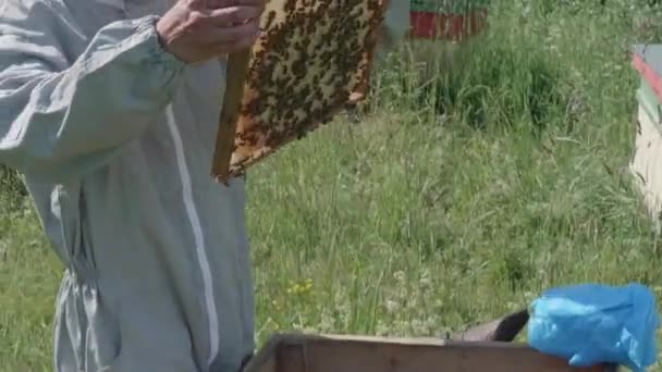 Mannelijke Bijenhouders Controleren Honingraat — Stockvideo