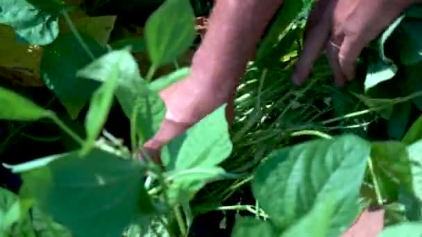 Sluiten Van Boeren Handen Als Hij Plukt Groene Bonen — Stockvideo