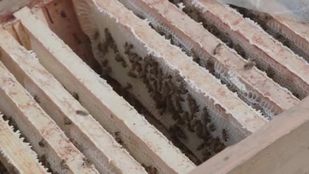 蜜蜂在蜂窝里游荡 — 图库视频影像