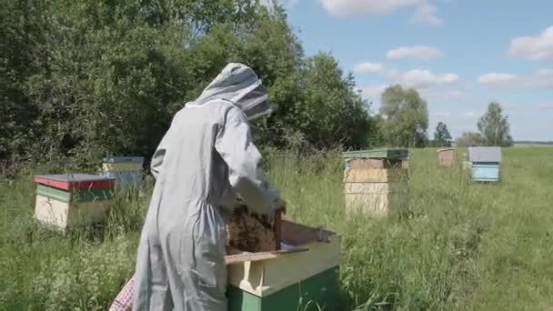 Mannelijke Imker Haalt Honingraat Uit Bijenkorf Controleert — Stockvideo