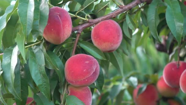 Motion Right Fresh Ripe Peaches Hanging Tree Orchard — Stock Video