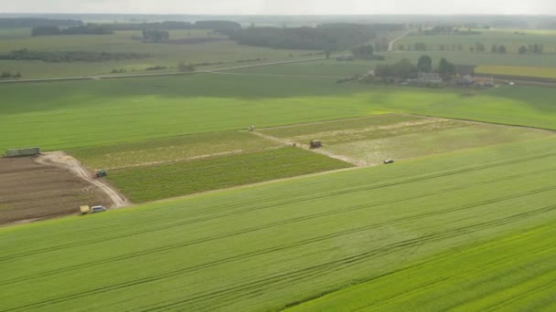 Latanie Kierunku Pola Truskawek Małą Wioską Tle — Wideo stockowe