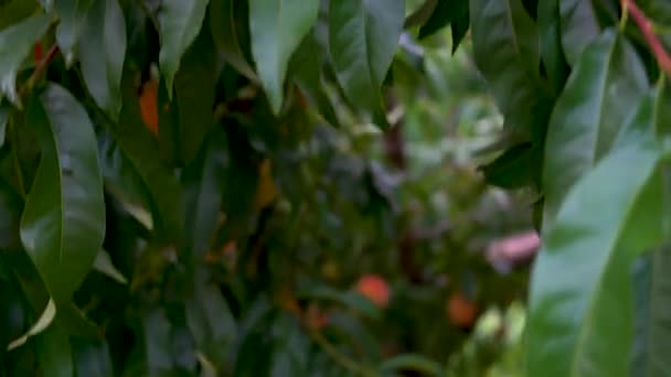 Blick Auf Reife Pfirsiche Die Einem Baum Einem Obstgarten Hängen — Stockvideo