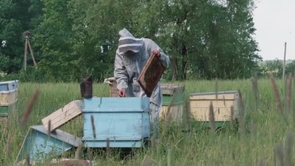 A hím méhészek ellenőrzése a méhek fésűjén