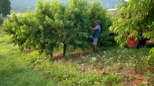 农夫在有拖拉机的桃园里采摘桃子 并铺在旁边 — 图库视频影像