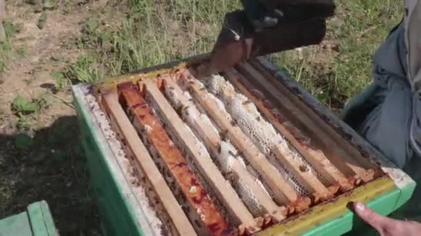 Apicultor Fuma Abejas Una Colmena Moderna — Vídeo de stock