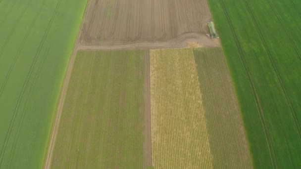 ラトビアのイチゴ畑をさまざまな色で飛び回る — ストック動画