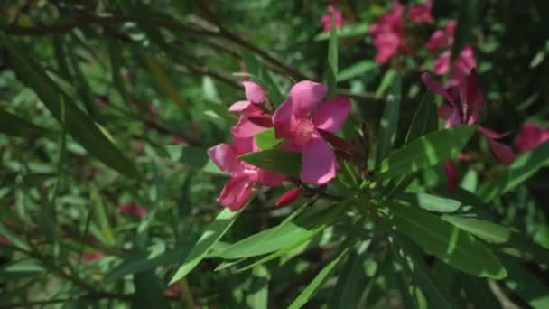 Gros Plan Une Fleur Balançant Dans Vent — Video