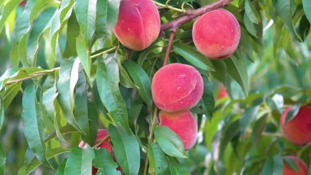 Motion Push Fresh Ripe Peaches Hanging Tree Orchard — Stock Video