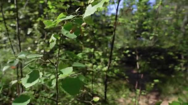 森の道をカメラを通過する人の映画撮影 — ストック動画
