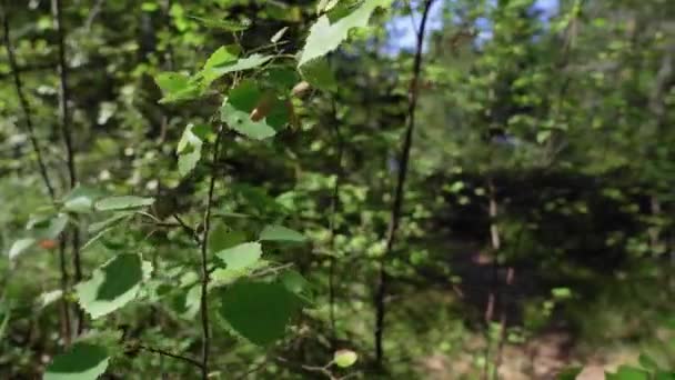 Scatto Cinematografico Una Persona Che Passa Telecamera Sentiero Nel Bosco — Video Stock