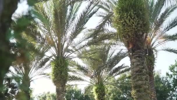 Palm Trees Μια Ζεστή Καλοκαιρινή Μέρα — Αρχείο Βίντεο