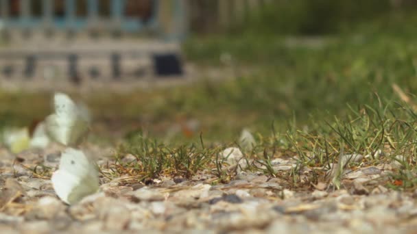 Extreme Close Small White Butterflies Flying Landing Gravel Surround Grass — Stock Video