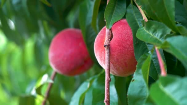 Trucking Pull Back Fresh Ripe Peaches Hanging Tree Orchard — Stock Video