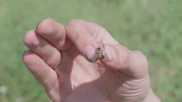 Vuile Vingers Die Een Bij Bij Zijn Vleugels Houden — Stockvideo