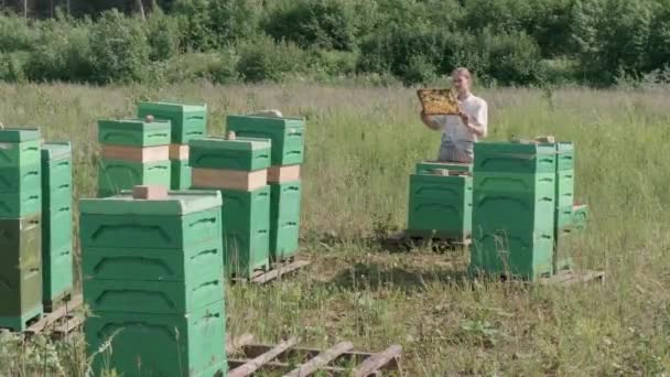 Αρσενικός Μελισσοκόμος Που Δουλεύει Κυψέλη Μελισσών Χωράφι Κοντά Δάσος — Αρχείο Βίντεο