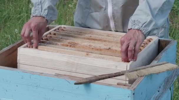 Apiculteur Sécurise Nid Abeille Dans Ruche Avec Ses Mains — Video