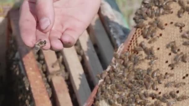 Včelí dron se plazí po ruce