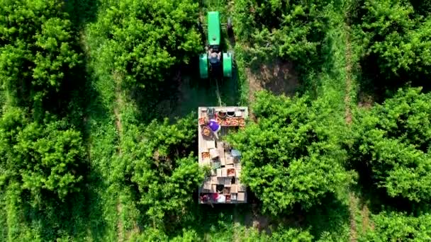 收获时高空中俯瞰着挂在桃园平底拖拉机上的景象 — 图库视频影像