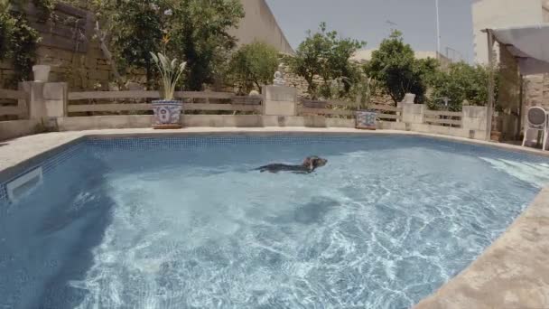 The Wired Haired Dachshund populární rodinný mazlíček, který vznikl v Německu těší den v soukromém bazénu.