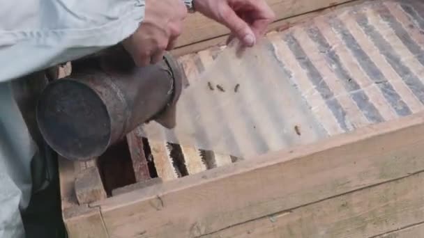 Apiculteur Fume Des Abeilles Dans Une Ruche Avec Fumeur Rouillé — Video