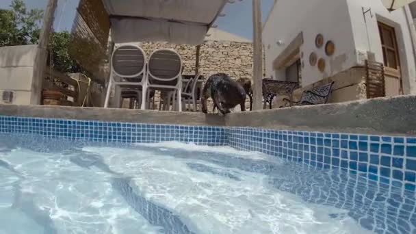Μακριά Μαλλιά Dachshund Αναρρίχηση Έξω Από Την Πισίνα Μετά Από — Αρχείο Βίντεο