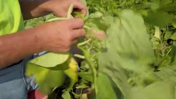 Primer Plano Las Manos Los Agricultores Mientras Recoge Judías Verdes — Vídeo de stock