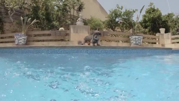 完美的第一人称观为长发腊肠家庭宠物跳到游泳池玩 慢动作 — 图库视频影像