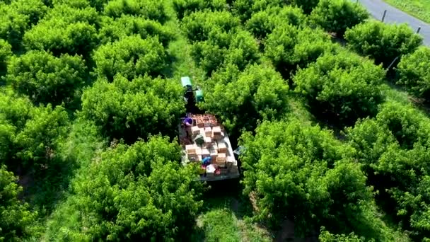 果樹園に桃を積んだ平台付きトラクターの周りの空中軌道人が果物を選ぶ間 — ストック動画