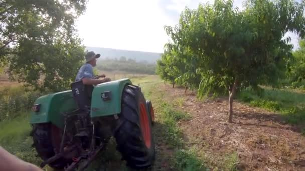 Agricultor Conduciendo Tractor Través Huerto Melocotones Preparándose Para Recoger Durante — Vídeo de stock