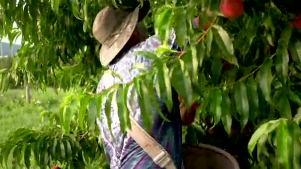 Agricultor Recogiendo Melocotones Huerto Melocotones — Vídeo de stock