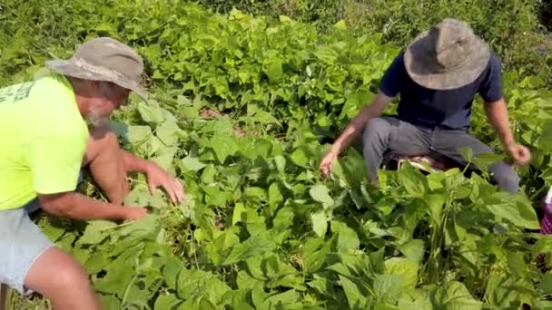 Jordbrukare Som Sitter Marken Och Plockar Gröna Bönor Utanför — Stockvideo