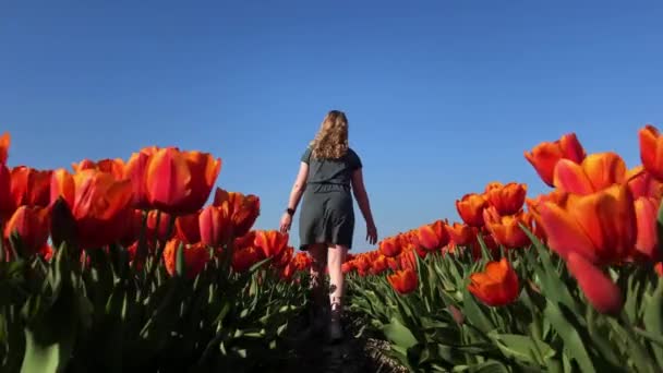 Κορίτσι Περπάτημα Μέσα Από Πεδίο Της Κόκκινες Τουλίπες Στην Ολλανδία — Αρχείο Βίντεο