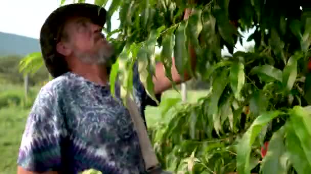 Αγρότης Μαζεύει Ροδάκινα Ένα Περιβόλι — Αρχείο Βίντεο